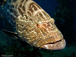 A friendly grouper giving me the evil eye. by Toby Lynch 